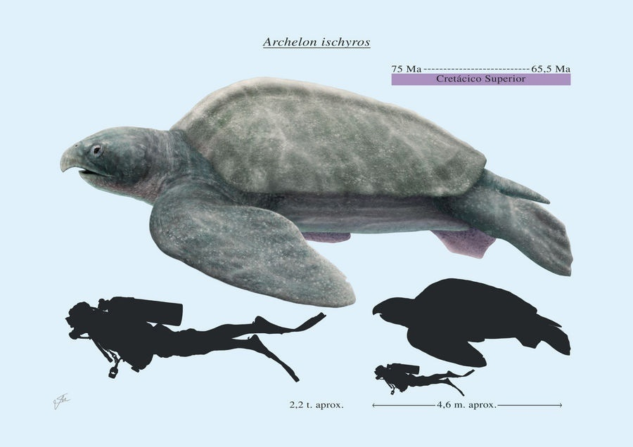 Покатай меня, большая черепаха! 