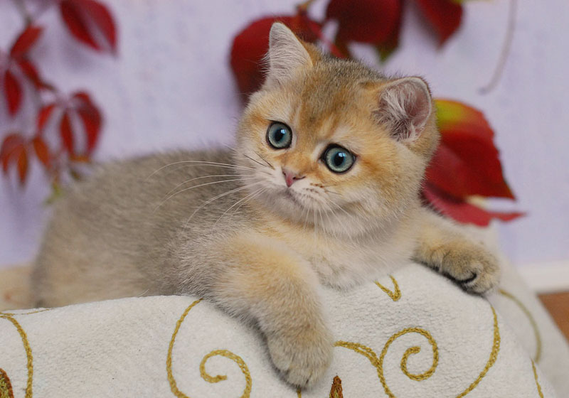 Фото из интернета