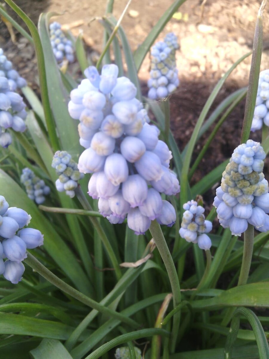 Мускари - великолепные нежные цветы, популярные из-за своей неприхотливости и  необъяснимого очарования, способные создать весеннее настроение благодаря декоративности и приятнму мускусному аромату. Для весенней клумбы трудно найти более интересный экземпляр. 