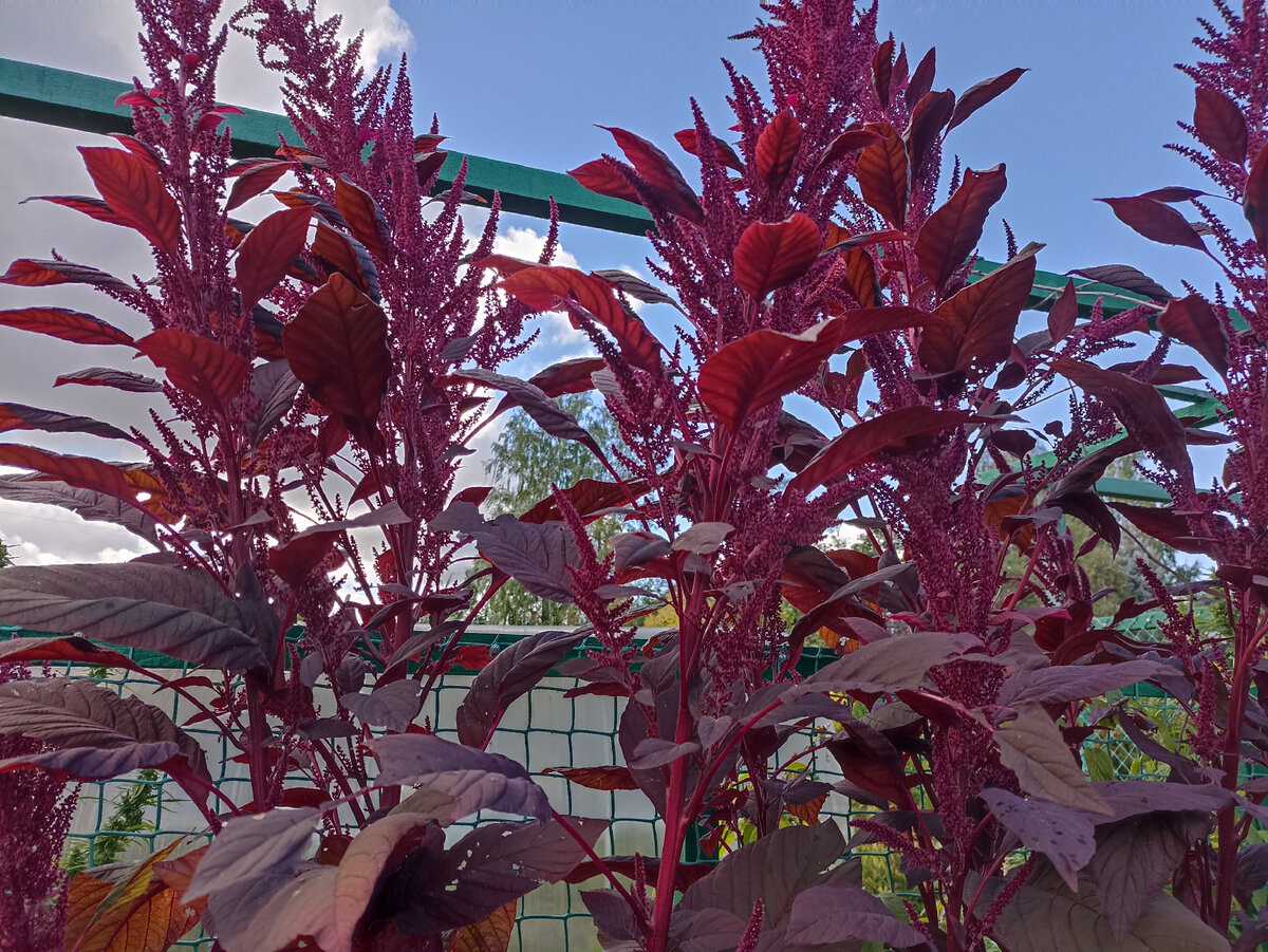 Амарант Вишневый бархат. Фото автора