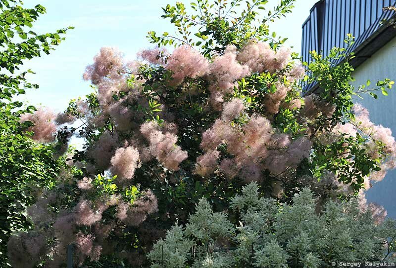 Скумпия кожевенная в саду Марины Шиманской в Ленинградской области