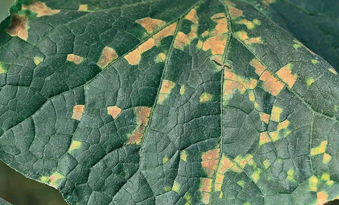 Так выглядит лист огурца, пораженный пероноспорозом