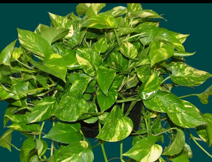 Золотистый.