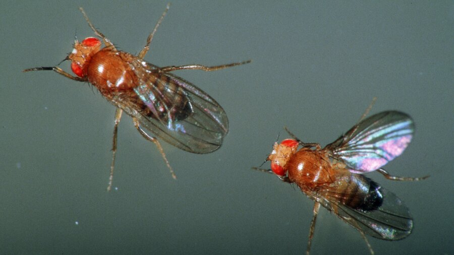 Мухи-дрозофилы