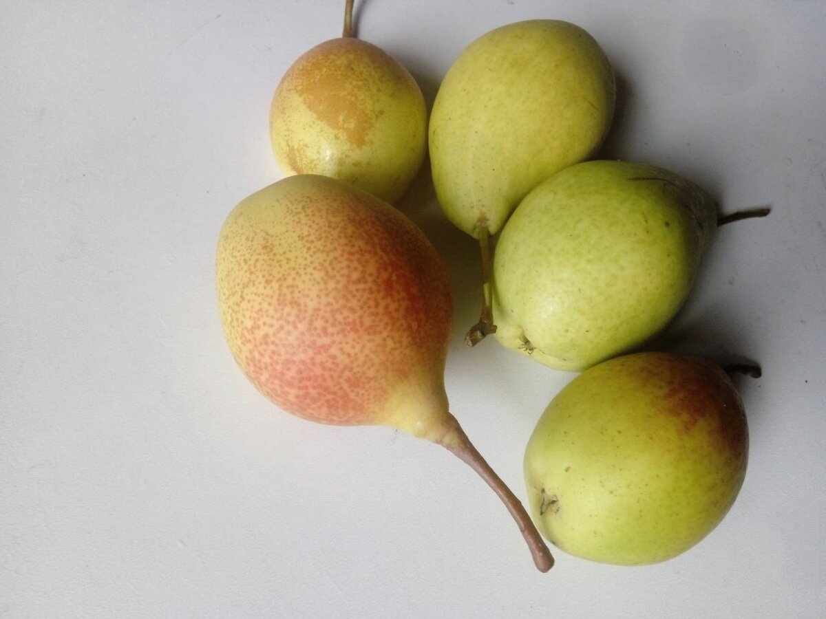 Лакомиться грушами мы хотим не только осенью, но и зимой! 