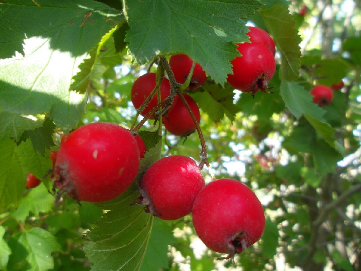 Боярышник мягковатый - Crataegus submollis