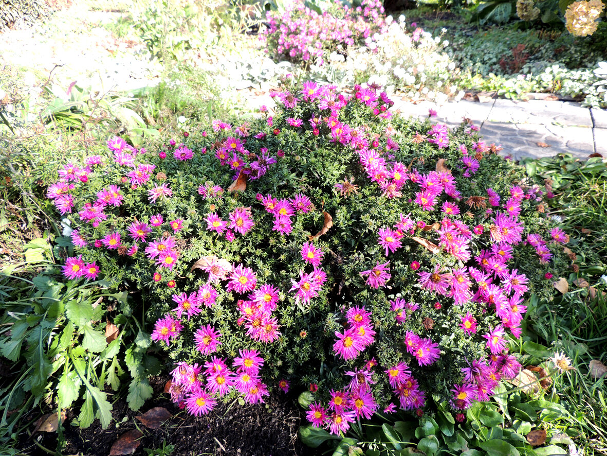 Фото автора статьи. Октябрь.