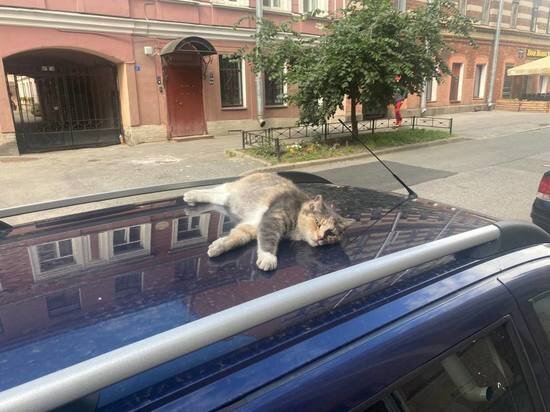     Верного друга можно обрести не только у заводчиков, но и в приютах, сделав доброе дело. Фото: МК в Питере