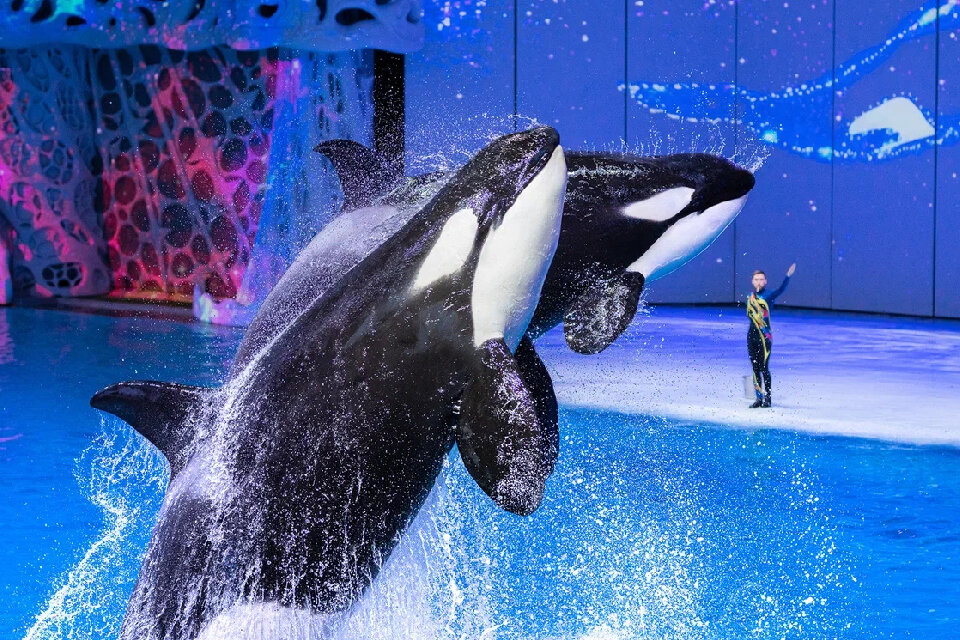 Мюзикл на воде «Морская симфония». Фото: предоставлено организаторами.  📷
