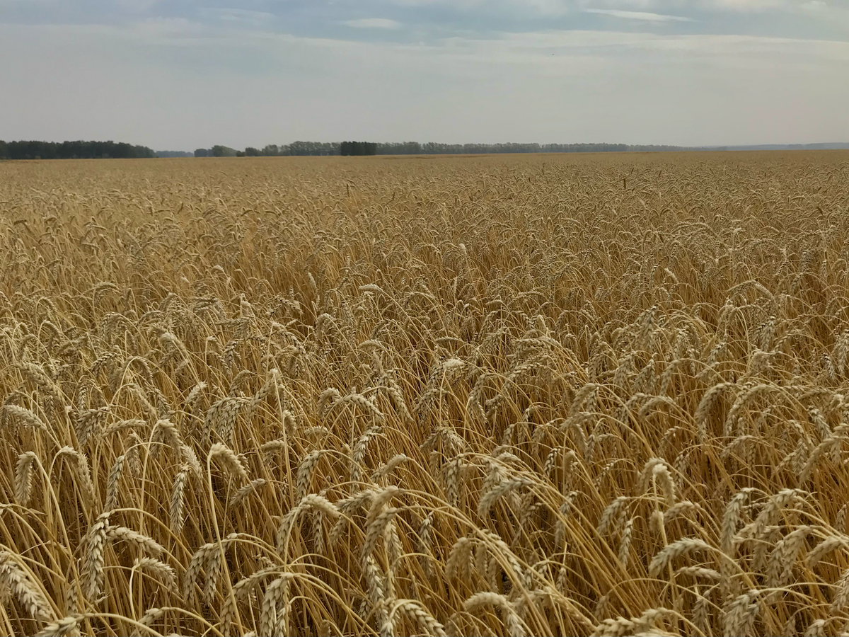 Ликамеро сорт пшеницы. Яровые сорта. Пшеница яровая остистая. Саратовская 29 сорт пшеницы. Сорта ячменя.