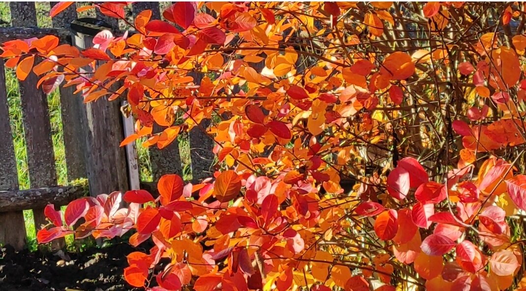 Все оттенки оранжевого