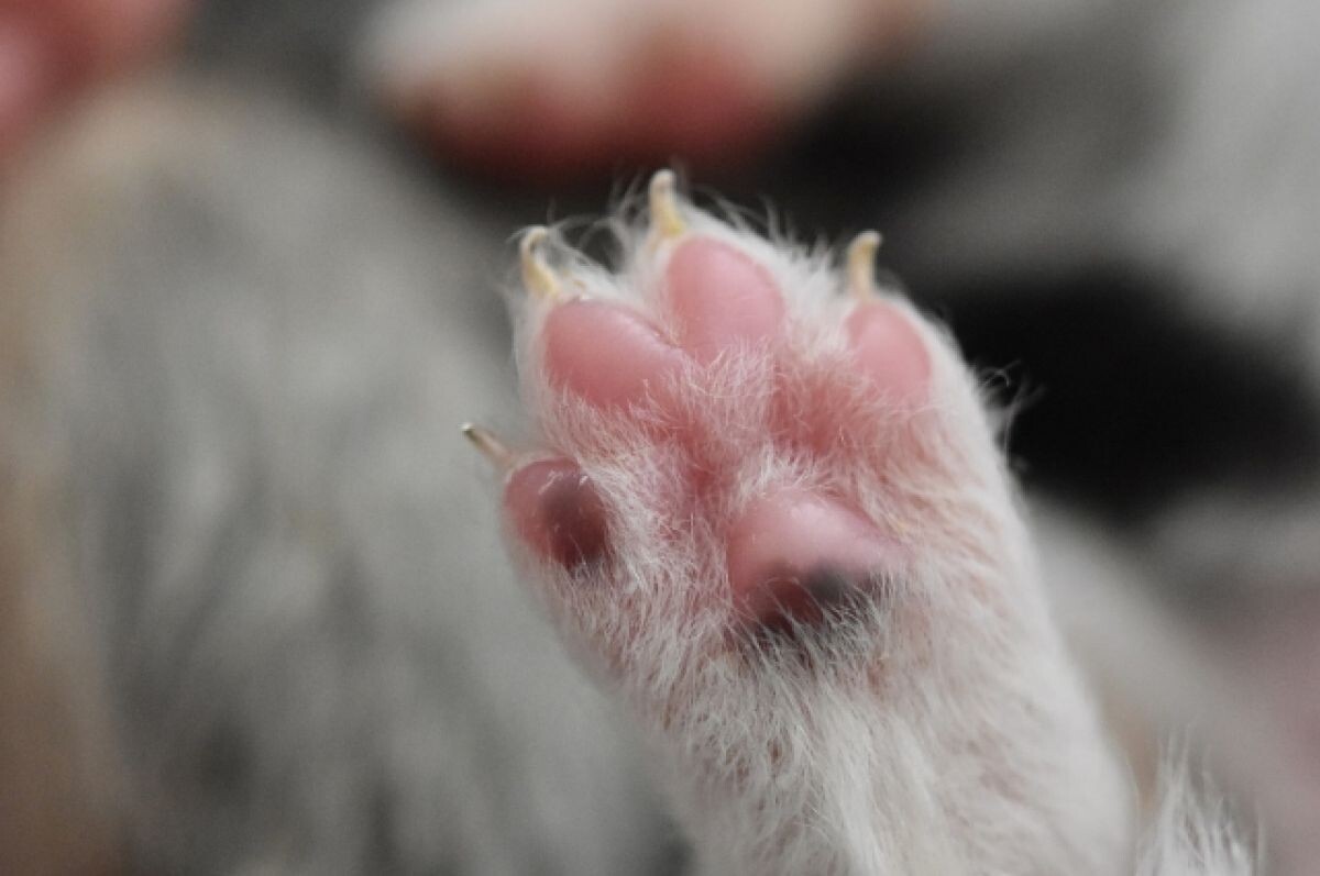    В Перми неизвестные привязали щенка к дереву и бросили умирать