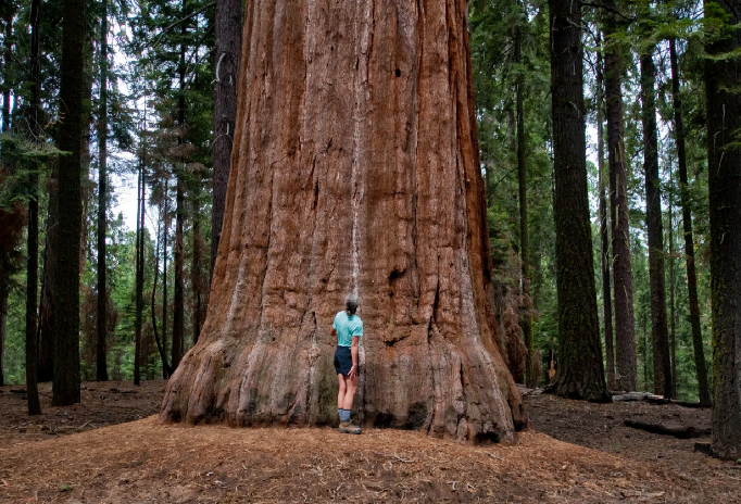 Наглядный пример размеров Гипериона. Источник изображений: Яндекс. Картинки
