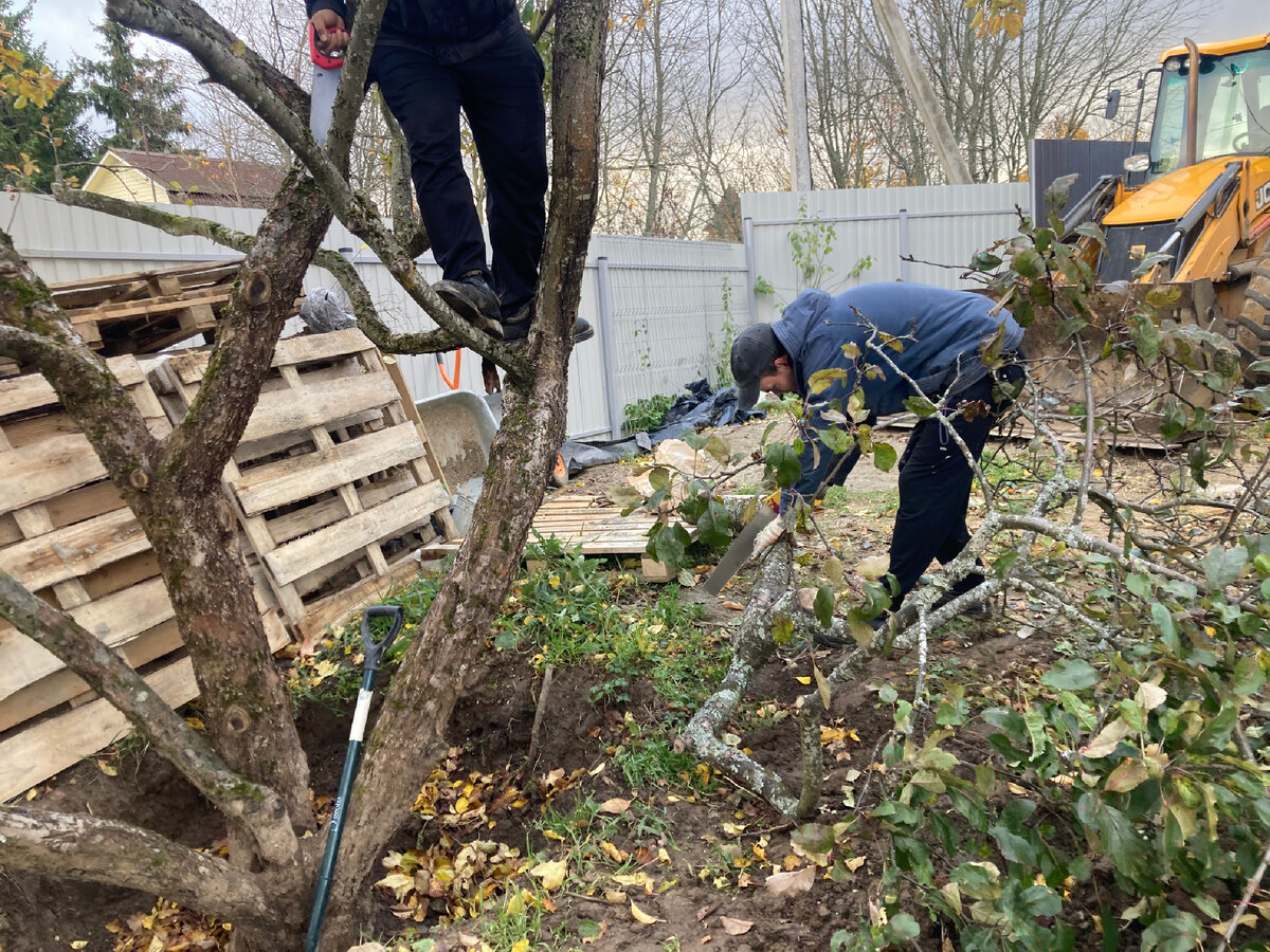 Приехал экскаваторщик Аврор, посмотрел на проезд между стеной и деревьями и твердо сказал: не проеду, у крайней яблони нужно  обрезать несколько ветвей. Пришлось соглашаться