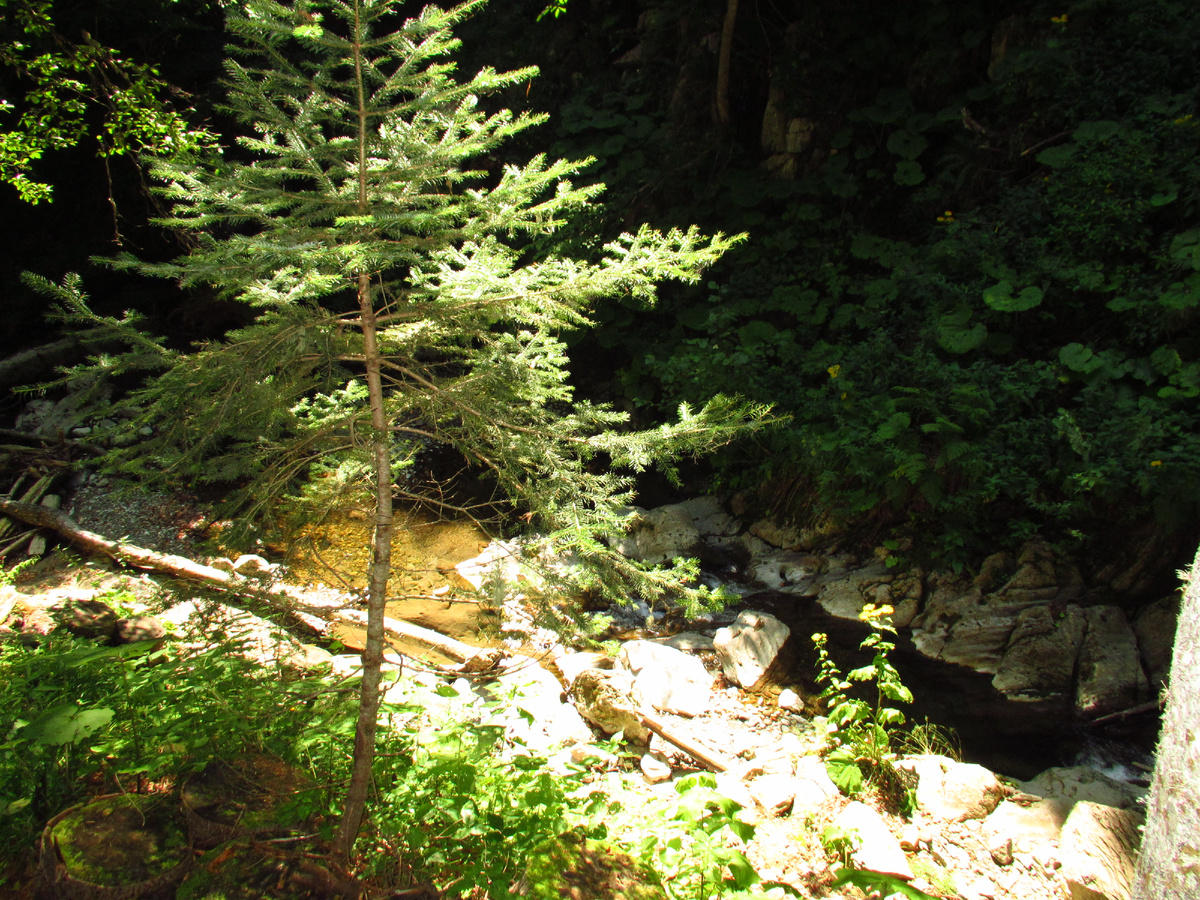 Лесные пейзажи в парке водопадов Менделиха