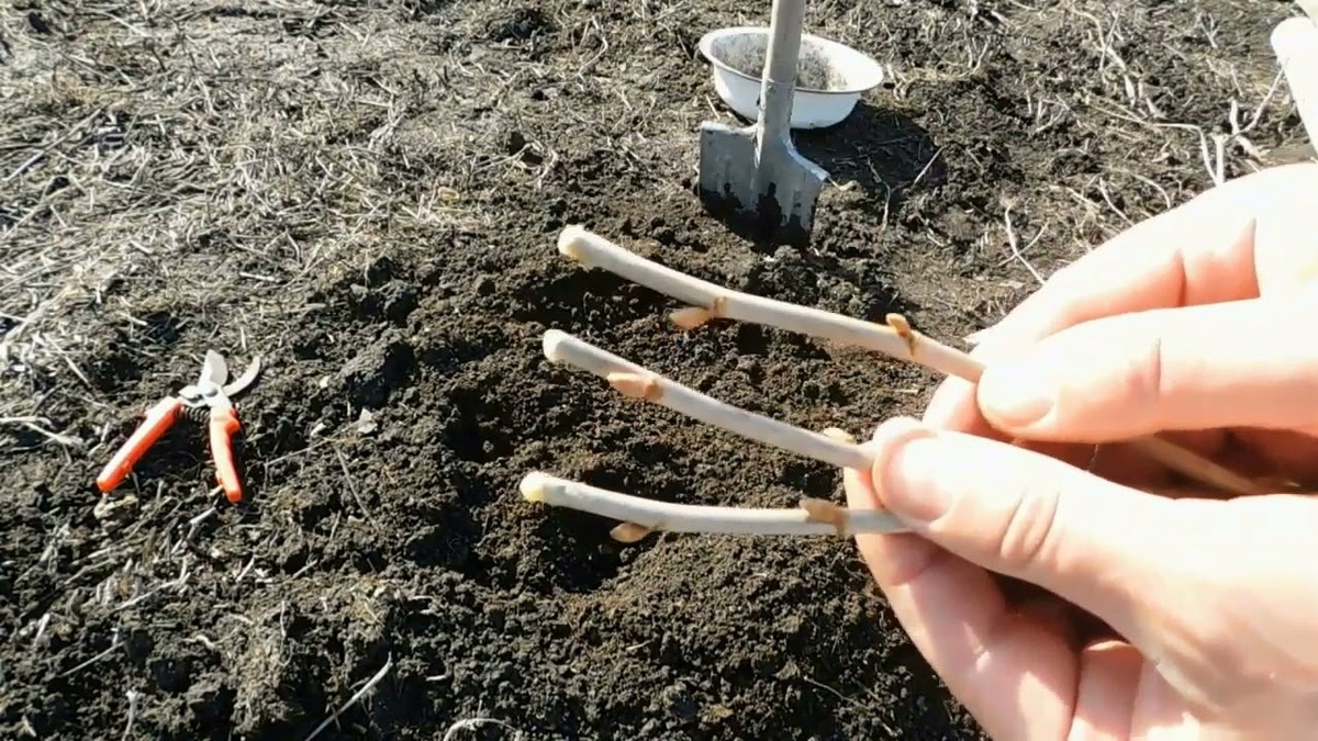 ЧЕРЕНКИ СМОРОДИНЫ.