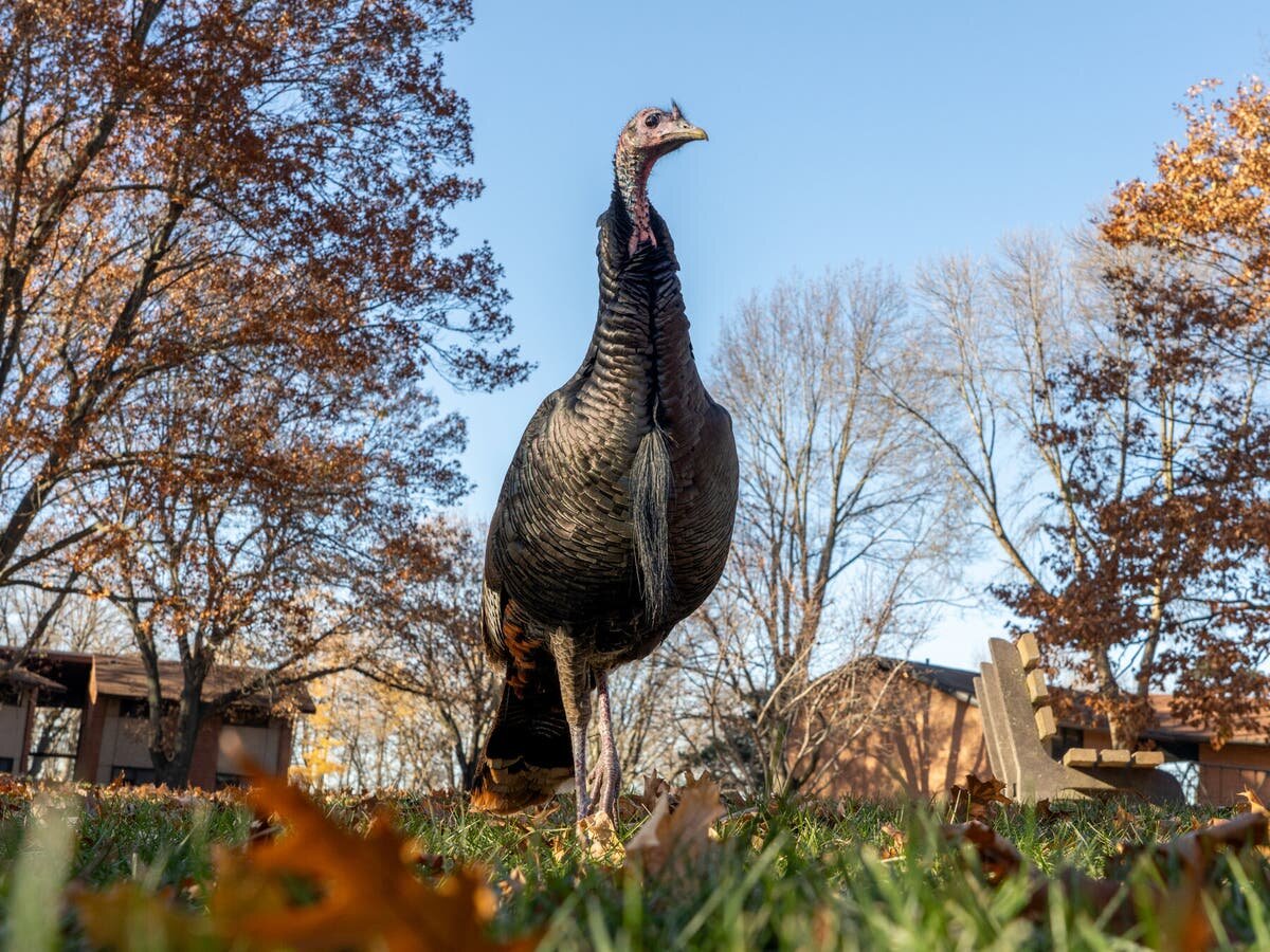 Вне сезона размножения самцы диких индеек выглядят более тусклыми и часто держат поводок втянутым.