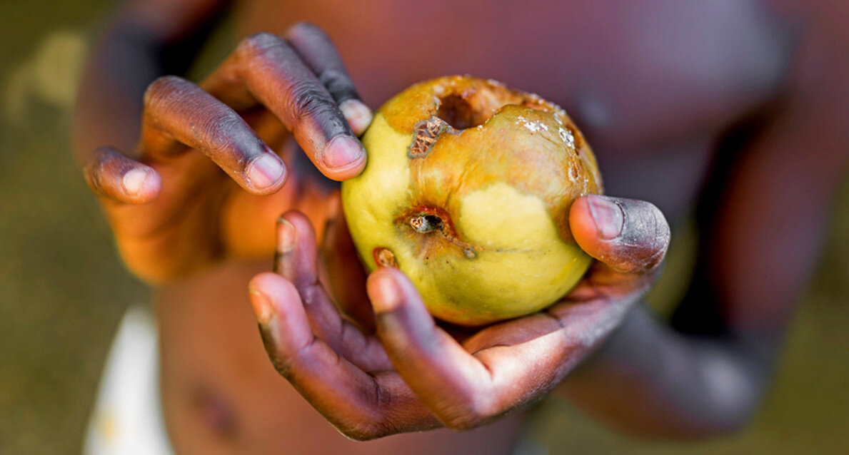 Влияет ли сорт яблок на скорость засушивания. Желтый вытянутый плод.