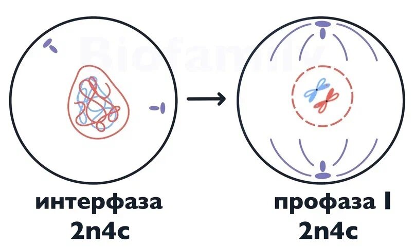 Кариотип — это совокупность хромосом, которая характерна для организма и каждой из его соматических клеток. Всего у человека 46 хромосом. 2 половые хромосомы и 44 не половые хромосомы (аутосомы).-2