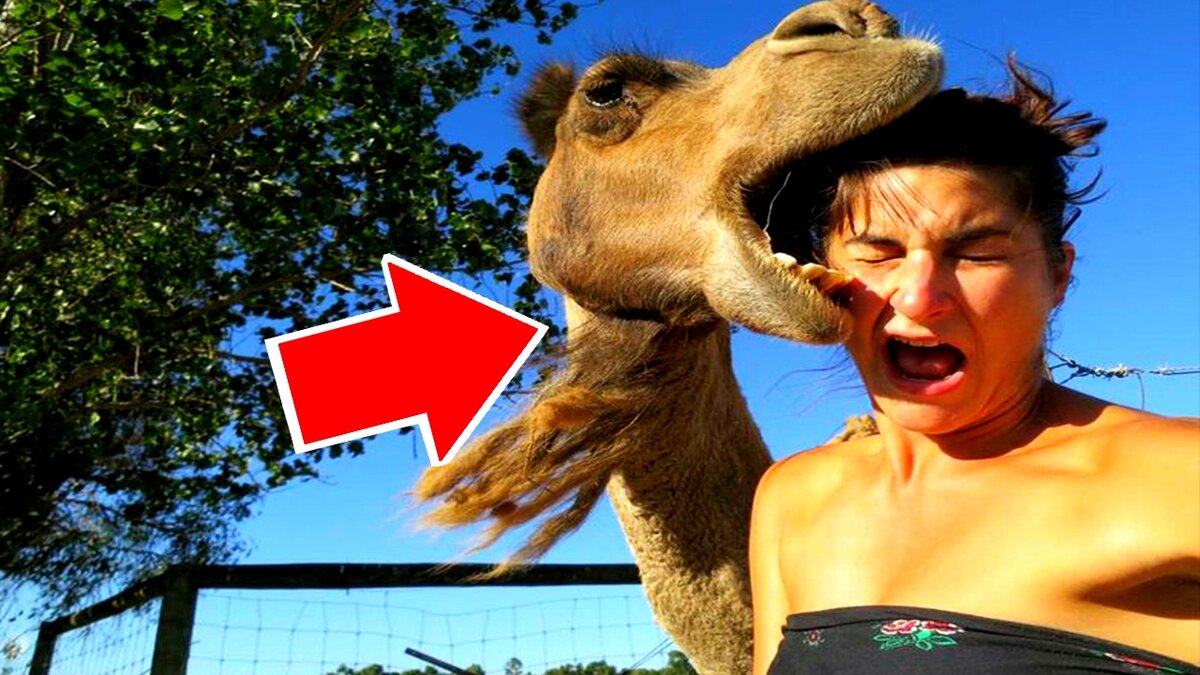 Картинка из интернета