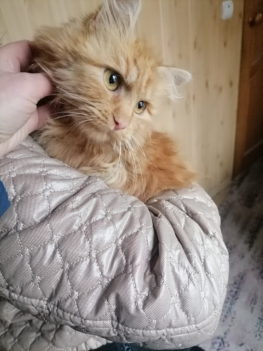Рыжик знакомится с хозяйкой.