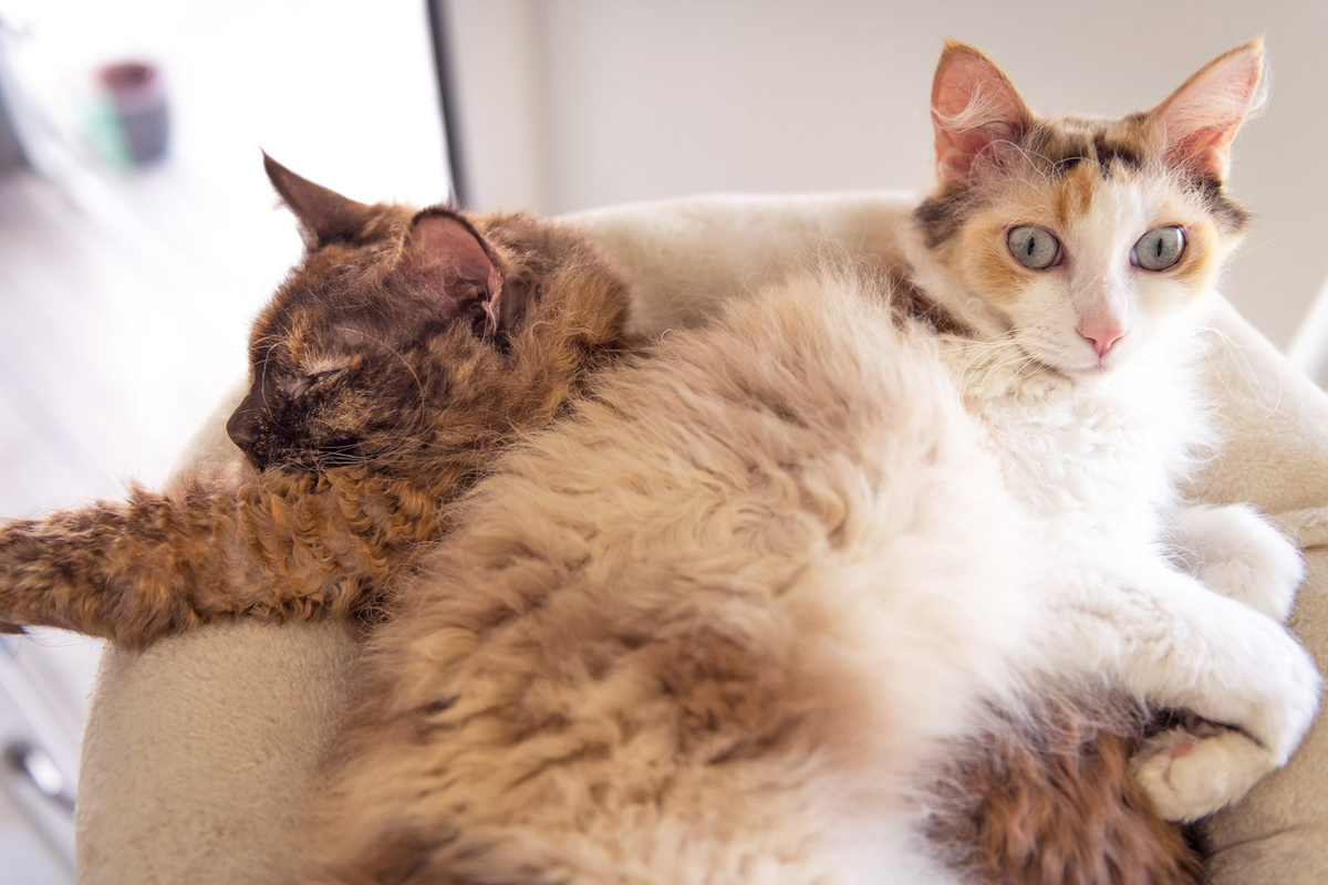 Лаперм: Вьющиеся коты! История о том, как котёнок-заморыш породил целую новую породу с уникальным геном