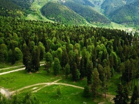     Леса Карачаево-Черкесии.Фото: пресс-служба главы и правительства республики