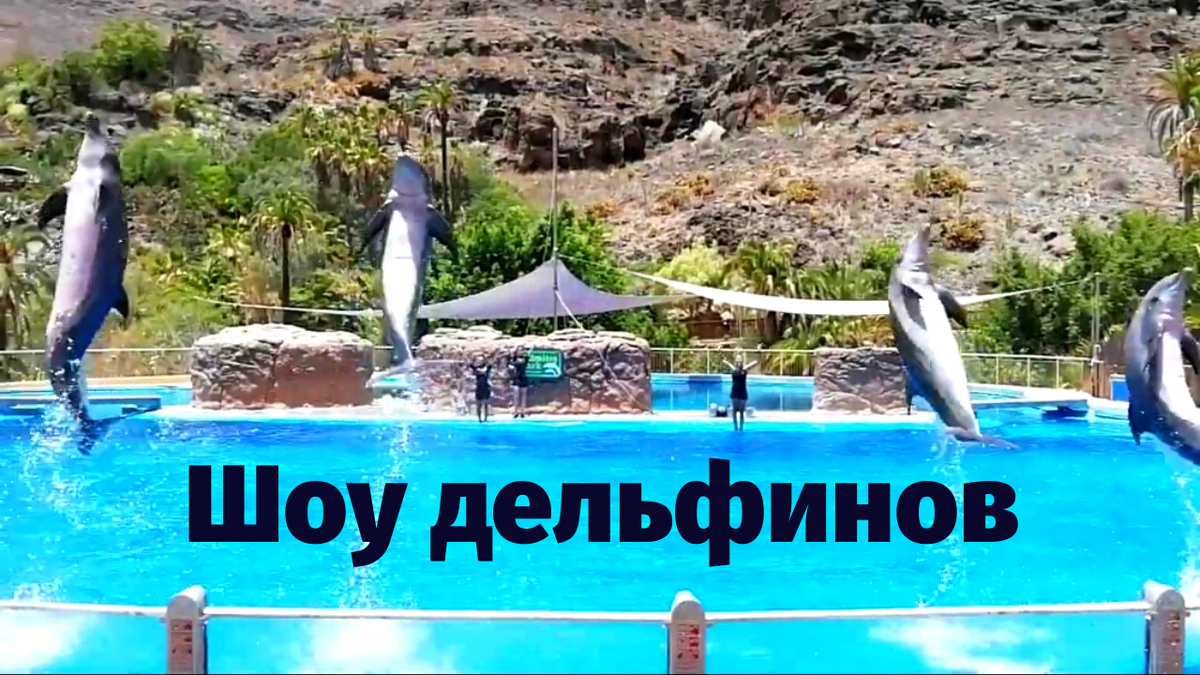 Привет всем! В этом видео покажем шоу дельфинов, это третья  часть нашего похода в Пальмитос Парк на острове Гран Канария (Испания). Так, как парк открылся недавно, после карантина, народу было мало. Приятного просмотра, подписывайтесь на наш канал, здесь много интересного для вас и ваших детей! В следующем видео посмотрим дом орхидей.   