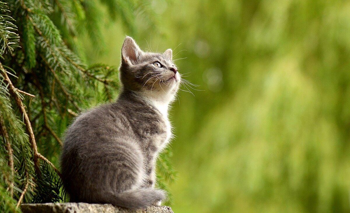 Котëнок в лесу смотрит в верх. 