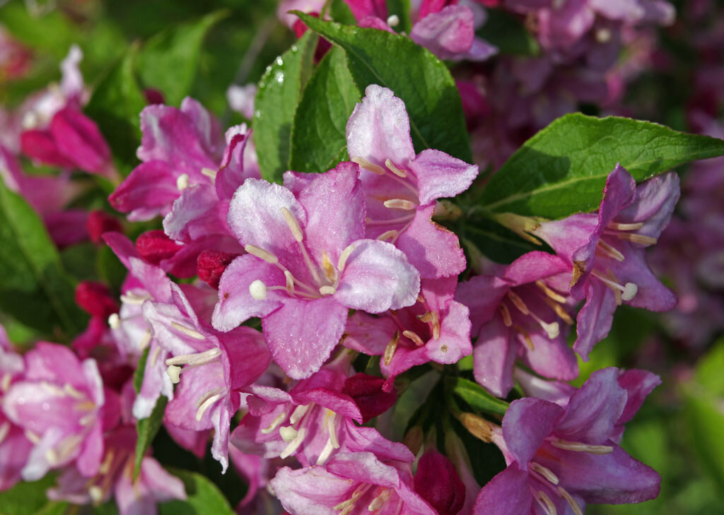 Вейгела Флорида