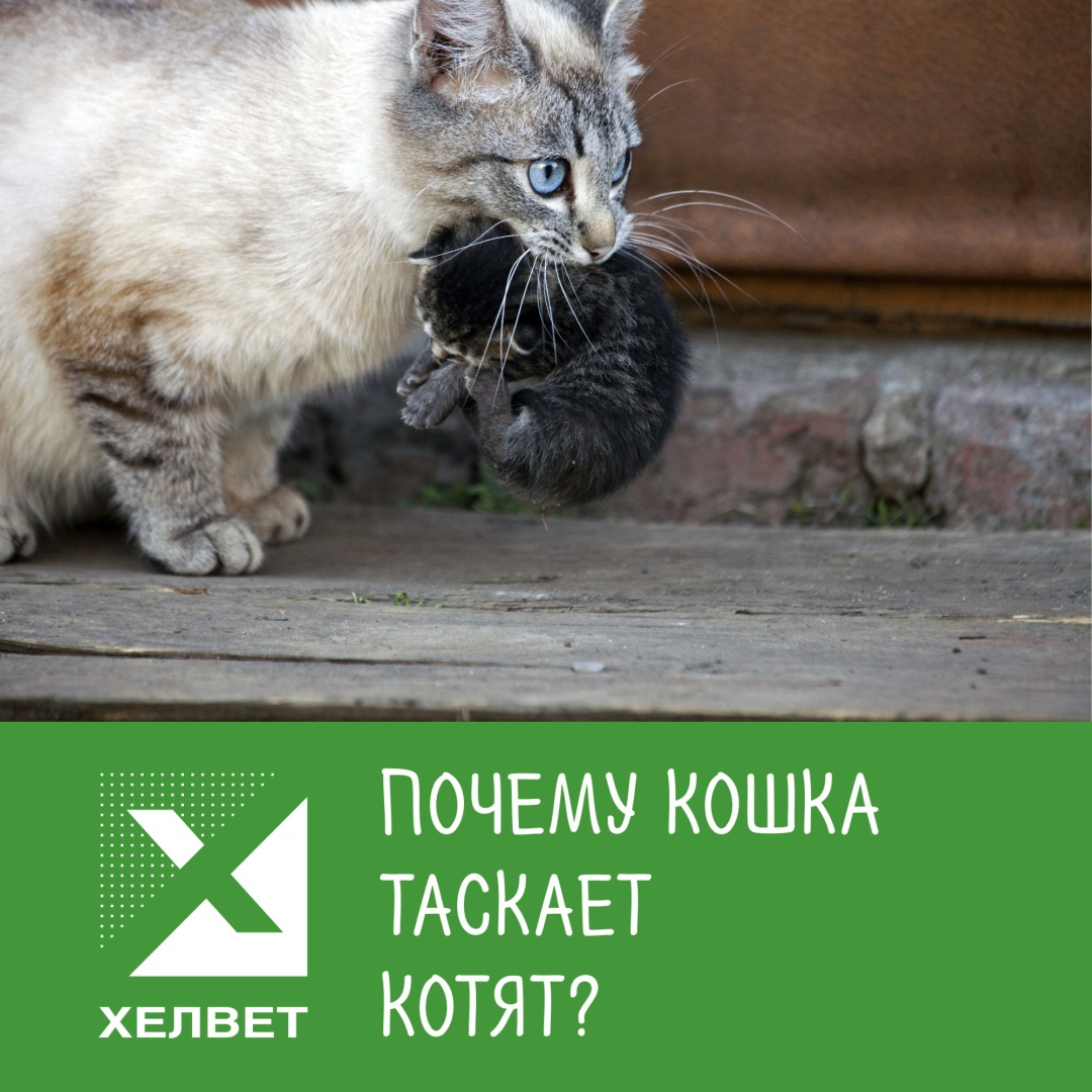 4 Причины Того, Почему Кошка Таскает Котят 🐈 | Хелвет | Дзен