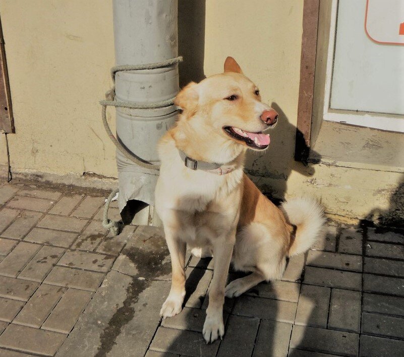 Когда на тебя несутся три, примерно таких, друзей человека, становится не до смеха. Фото автора.