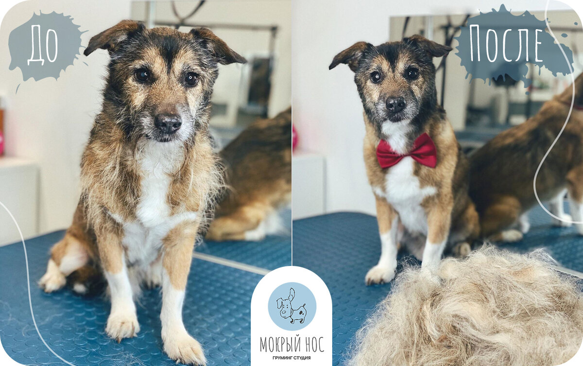 Метис Вольт на экспресс-линьке. Парню 14 лет!!