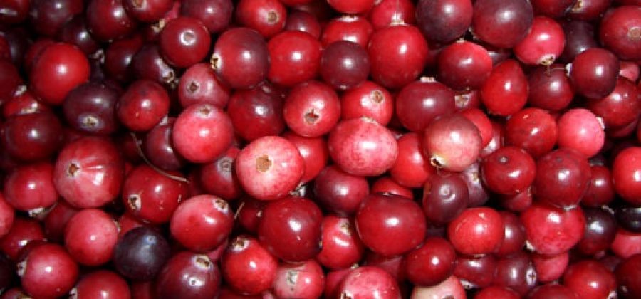 
Клюква – исключительно нужная ягода для мочеполовой системы. Она владеет мочегонным и антивоспалительным свойством, спасибо чему морс из нее советуют применять как вспомогательное средство терапии при цистите, уретрите, пиелонефрите.