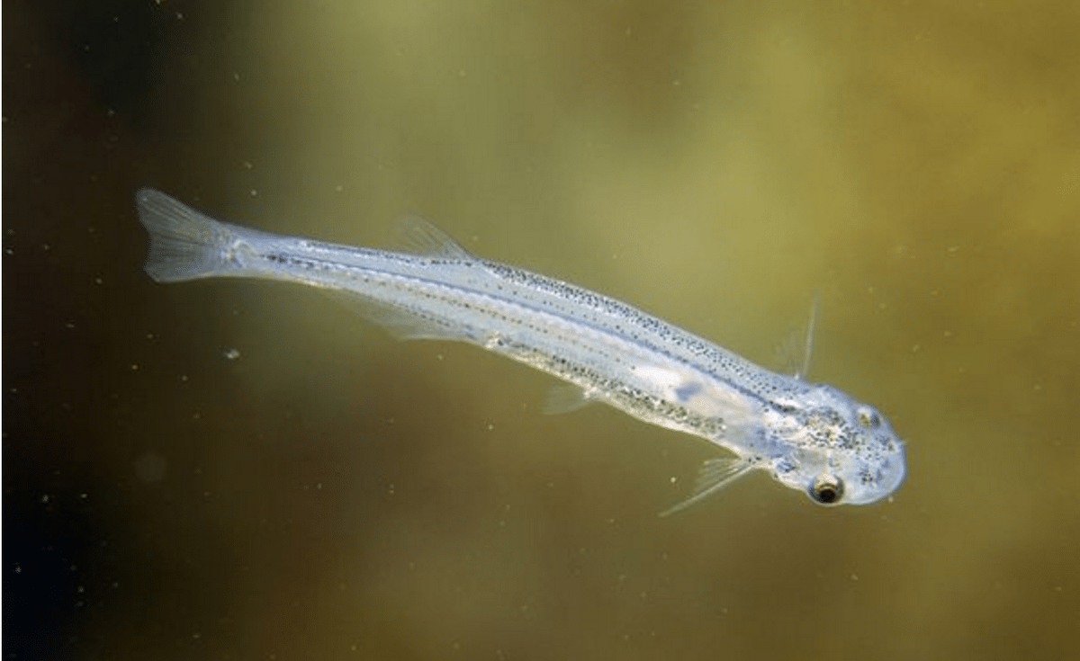 Самая свирепая рыба Амазонки — это маленький сомик кандиру.Это единственная рыбка, которая паразитирует в крови своей жертвы.Простой человек решивший испустить мочу в реку получает огромный шанс стать носителем данной особи.На вид маленькая рыбка может принести очень много проблем и невыносимую боль.