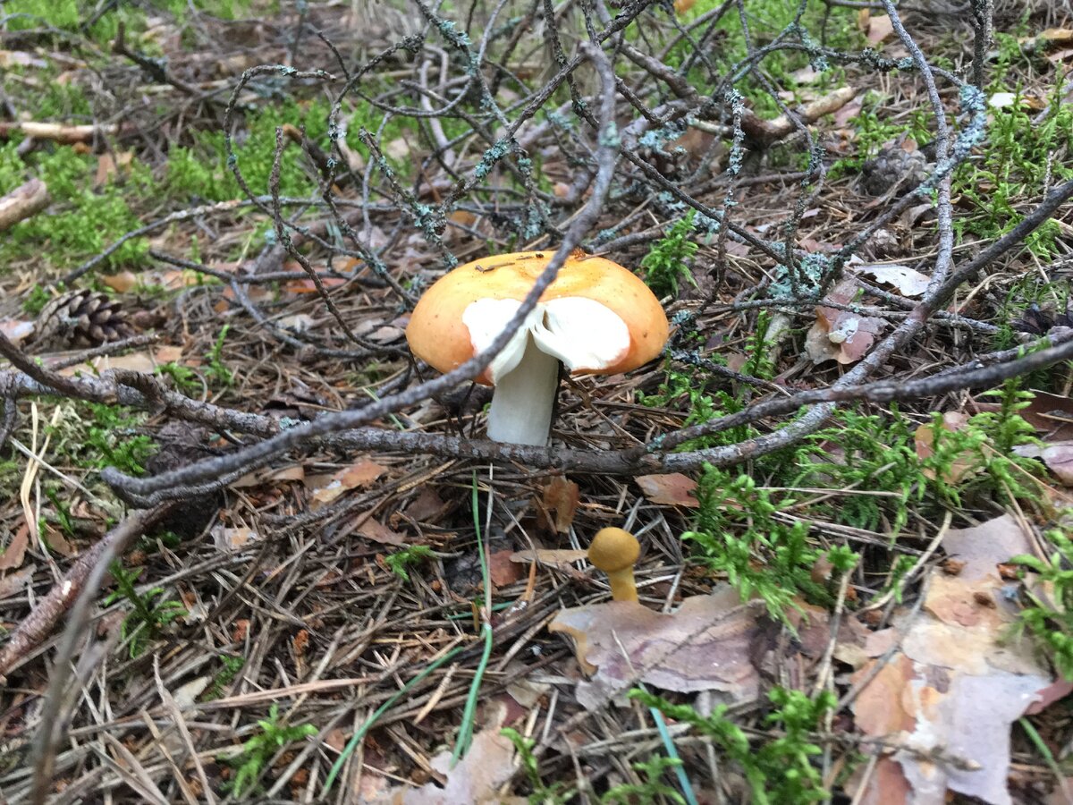 КТО-ТО УЖЕ ПОПРОБОВАЛ...