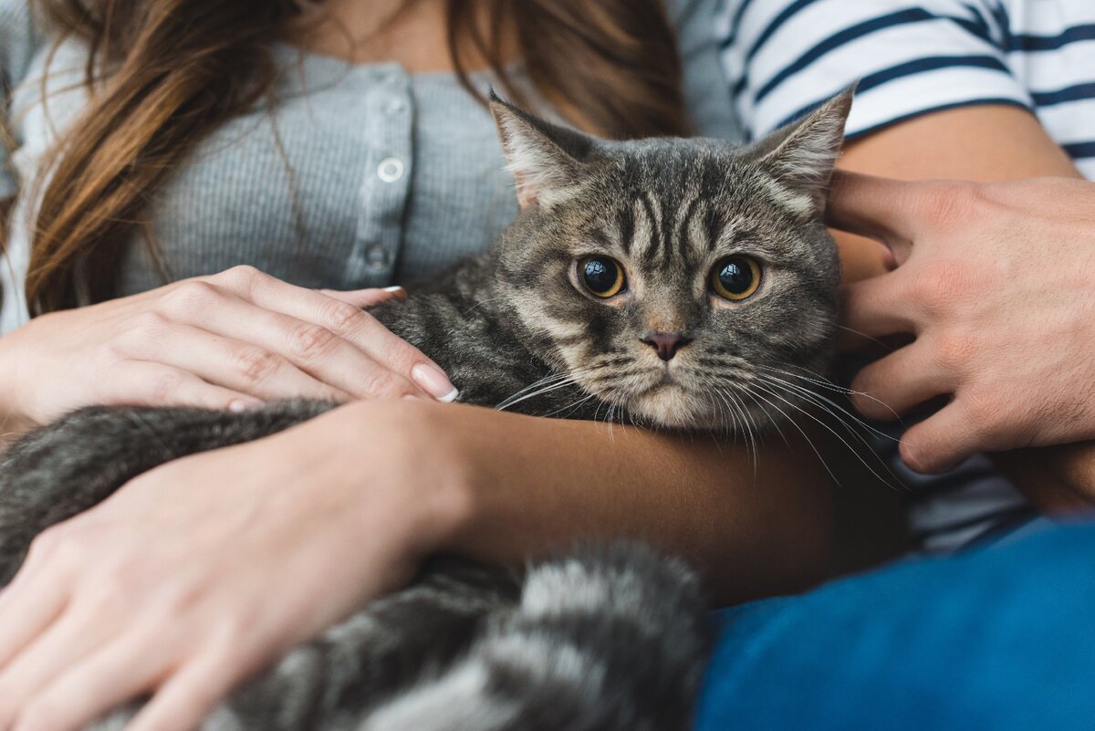 Секреты социализации кошек: важные шаги к дружелюбным и общительным питомцам
