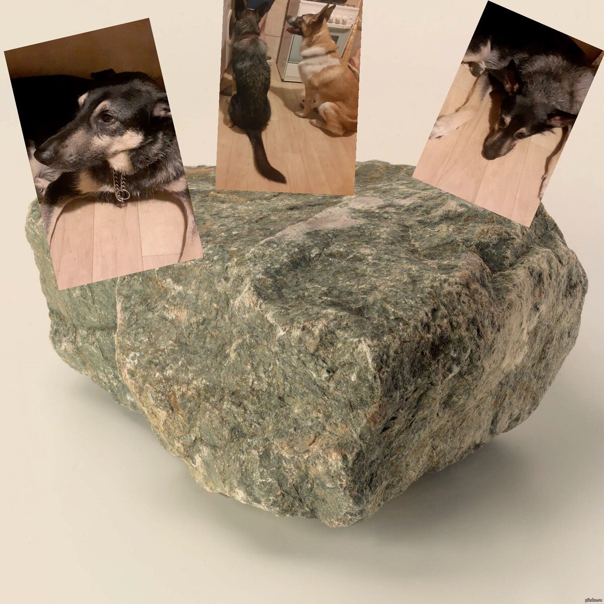 бросил камень в собаку- бросишь и в человека ( коллаж из Яндекс картинок + мои фото)