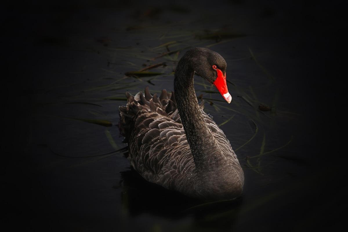 Fibonacci Premium Club