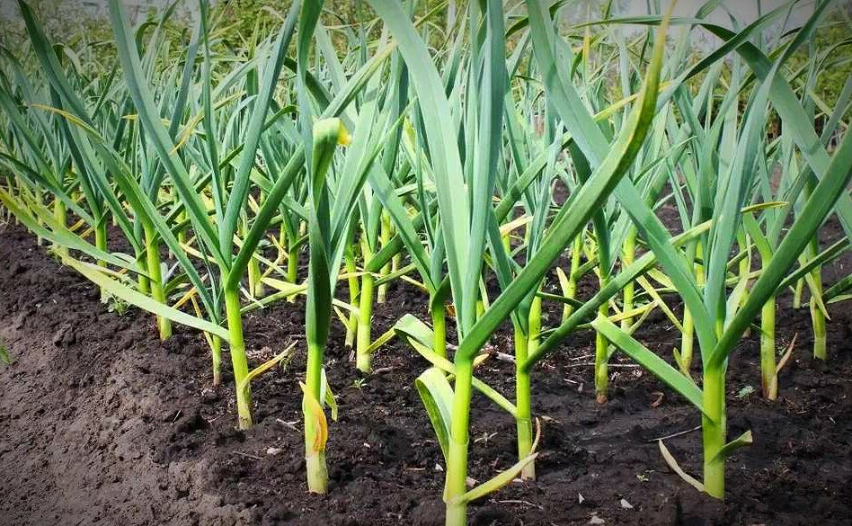 Чеснок на грядке