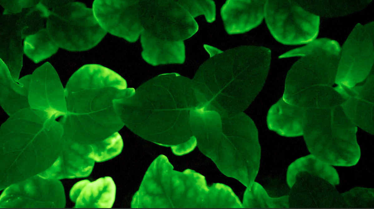 Свечение листвы...съемка в темное время суток...фото с ресурса  wreg.com, содержится в коллекциях Яндекс-Картинок