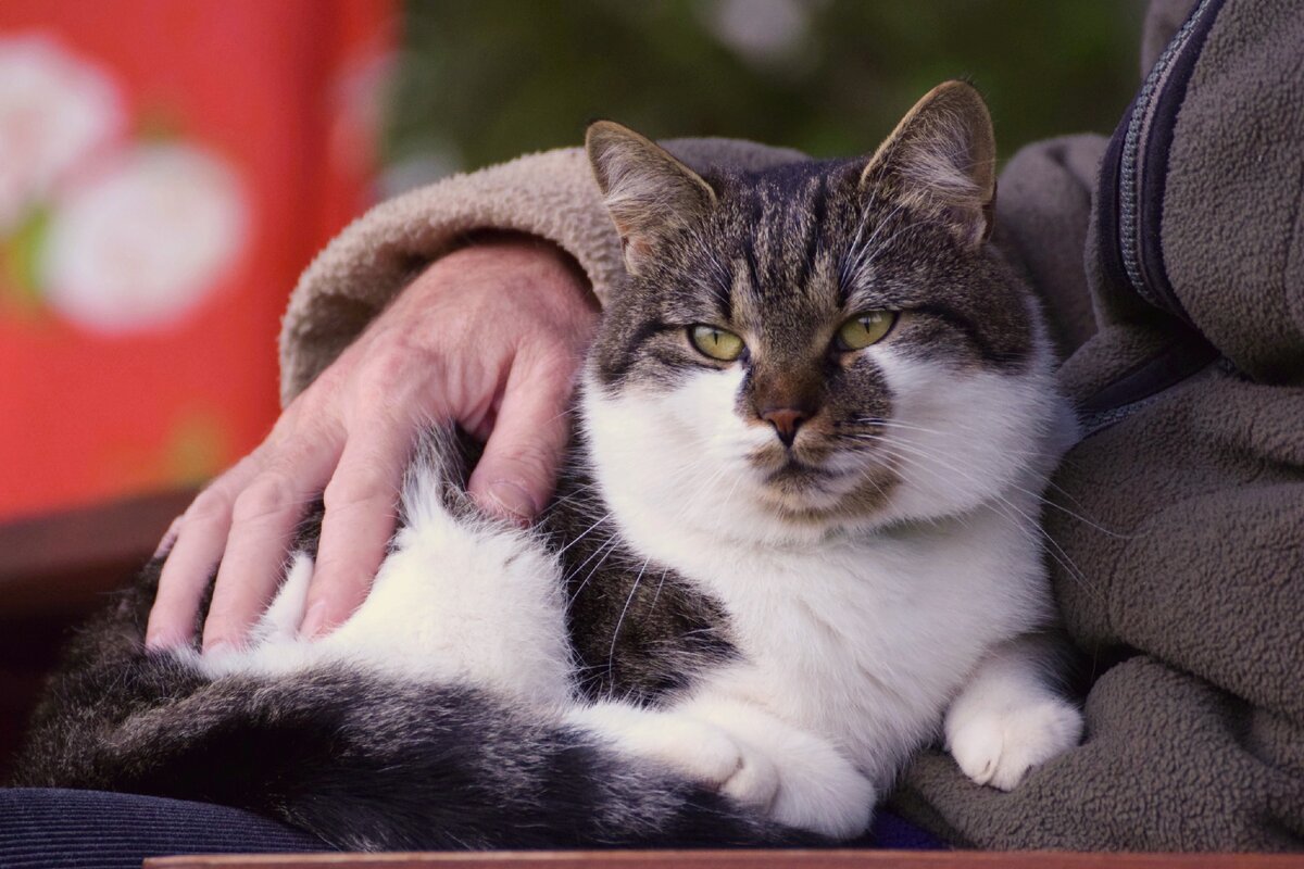 Кошек доверия. Кошка Сток. Сеньор кот Возраст. Возраст кошек. Feline Therapy.