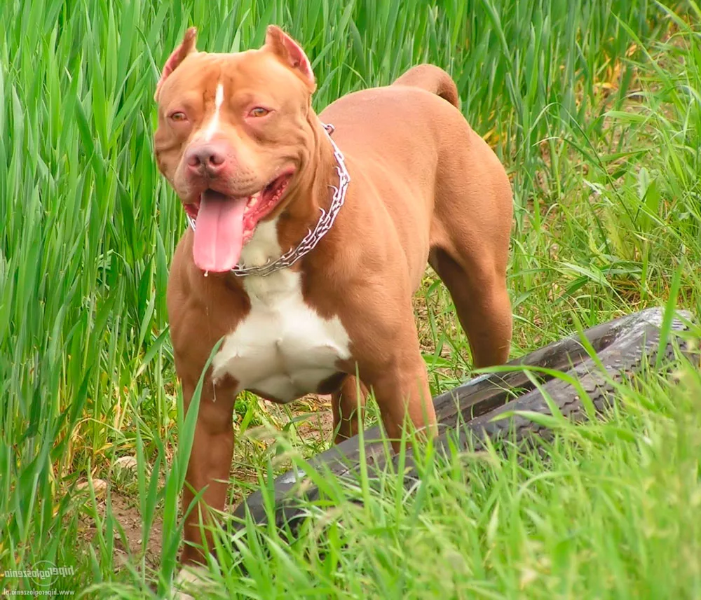 Источник - https://yandex.ru/images