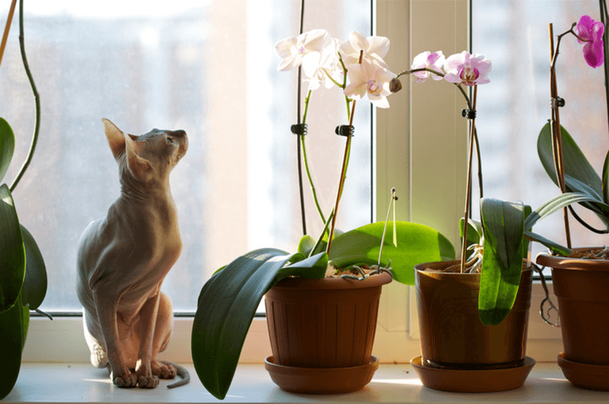 Корни орхидеи вылезли из горшка - как помочь растению | РБК Украина