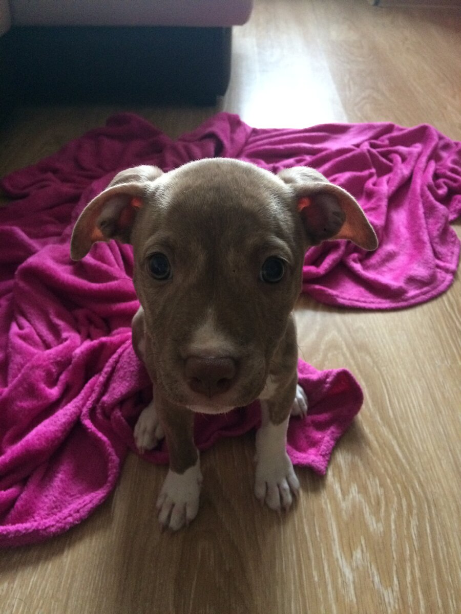 Американский питбультерьер (англ. american pit bull terrier), сокращенно питбуль (Pitbull) — американская порода собак. Питбули делятся на два основных типа — терьеры и бульдожий тип, также встречаются эти два смешанных типа