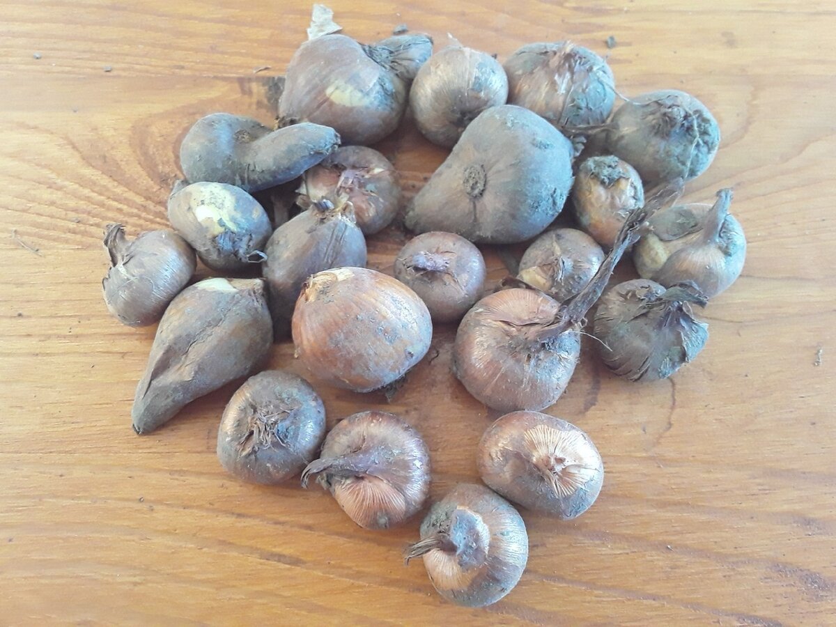 Удлиненные луковицы читатели определили как безвременники