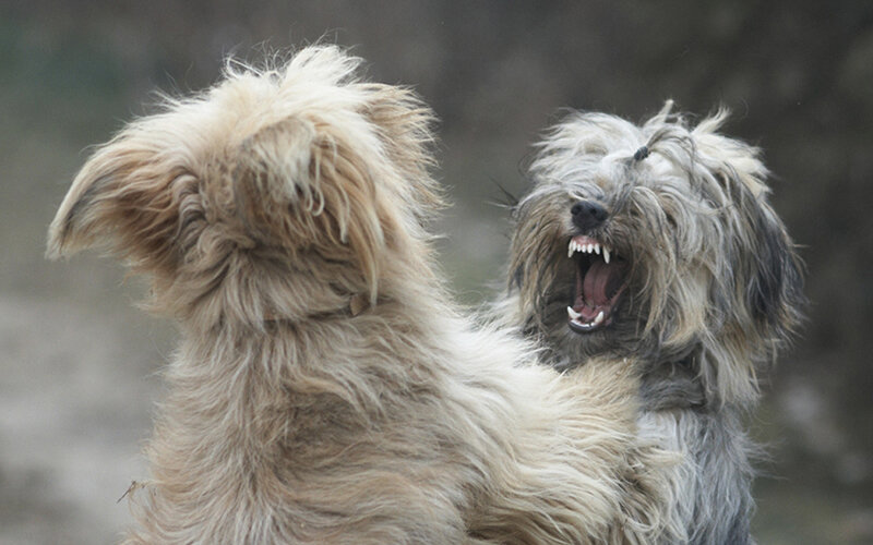 Собаки не дерутся насмерть, большинство драк- мелкие проходные ссоры. Фото parade.com