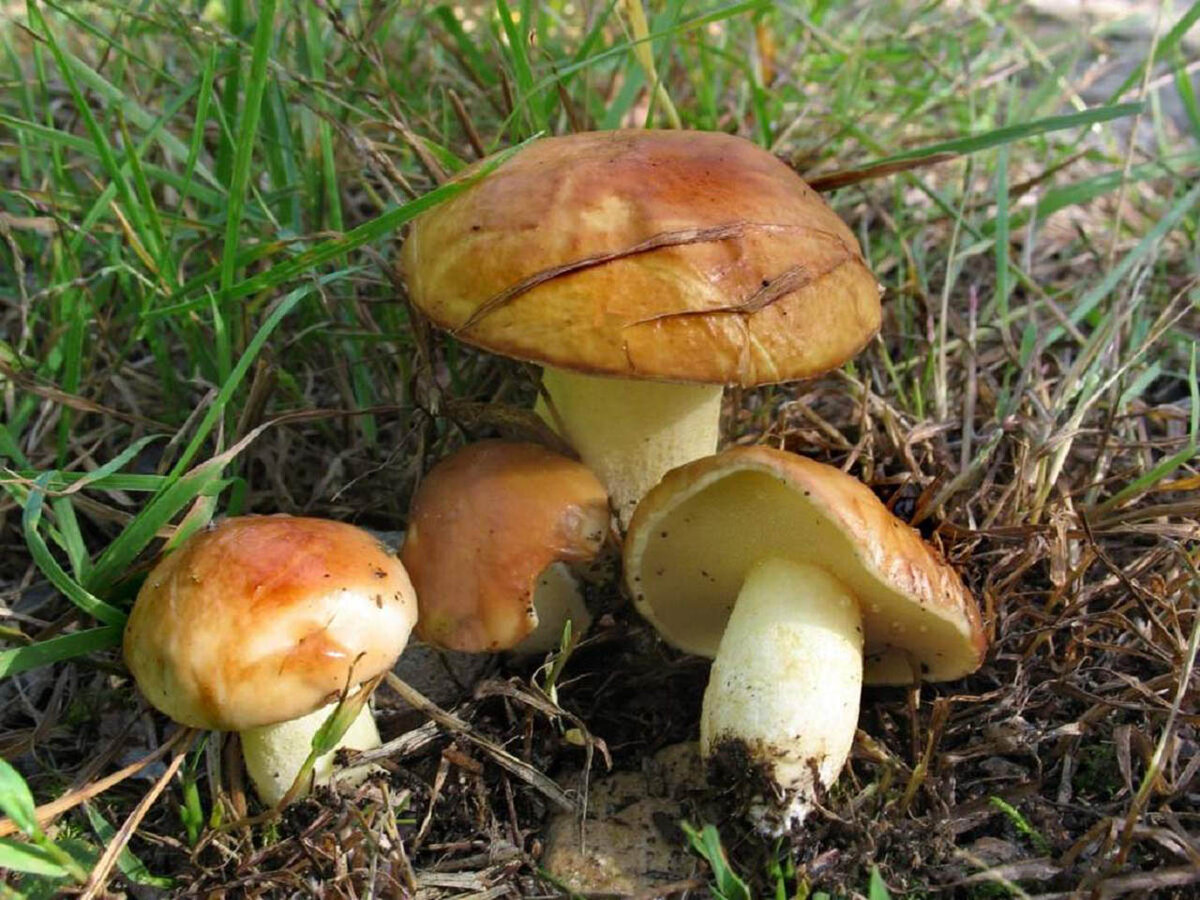 Маслёнок серый Suillus aeruginascens