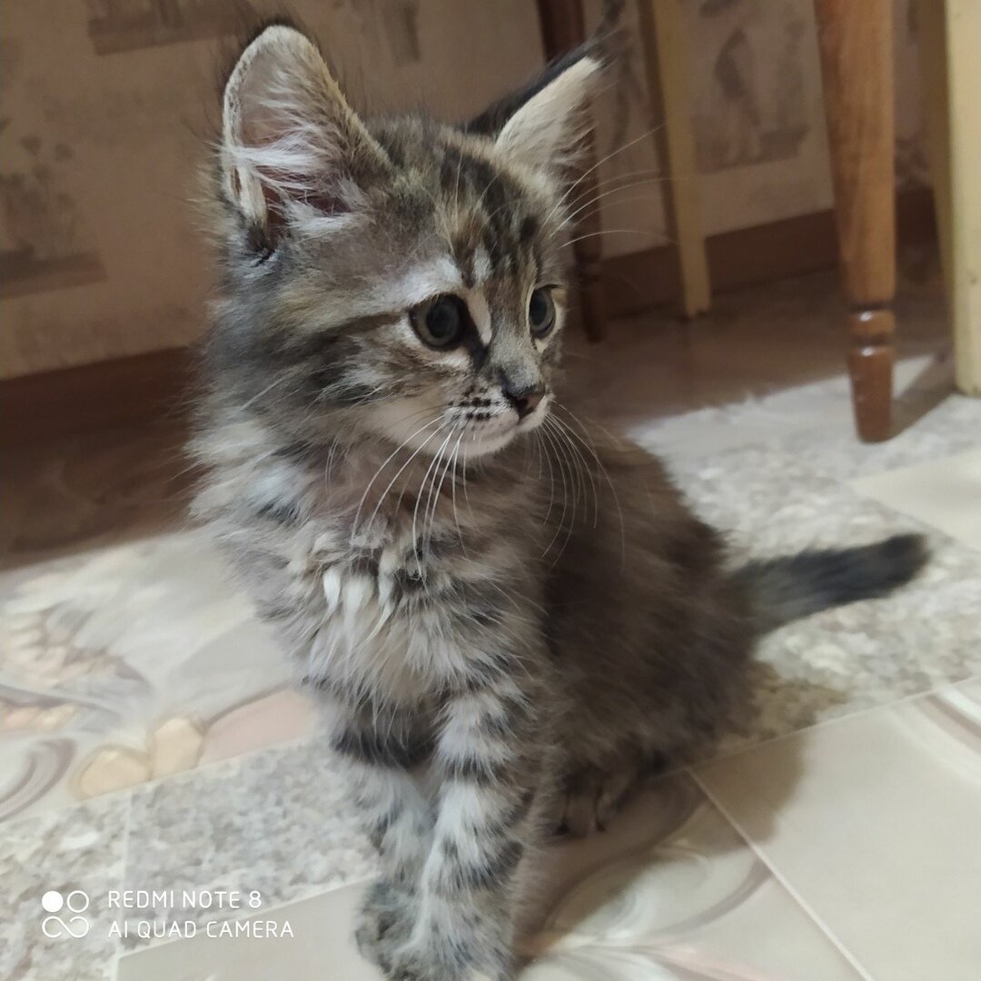 Пушистый котенок: с тех пор мы немного подросли) | Блог #Мими_кися | Дзен