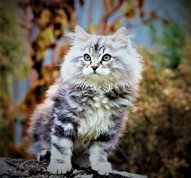 Фото взято из открытого источника. Сибирский кот Барсик. https://lapkins.ru/upload/iblock/6ea/6ea9f75eebfdc90061964395514cf744.jpg 